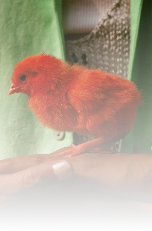 Алгоритм по внедрению трендов в жизнь